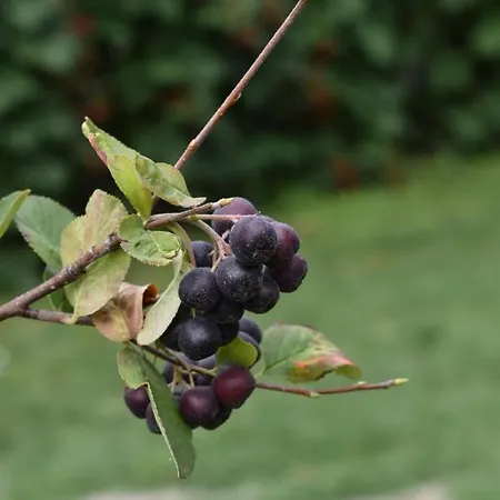 Konukevi Garavi Sokak Kursumlija
