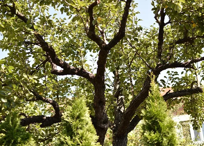 Garavi Sokak Kursumlija